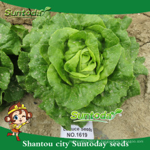 Suntoday légumes F1 bio romaine cos organique en vrac laitue image semer des graines (32001)